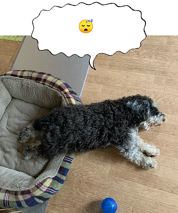 なんか変な寝方だと思いませんか⁉️
私には真似できない💦