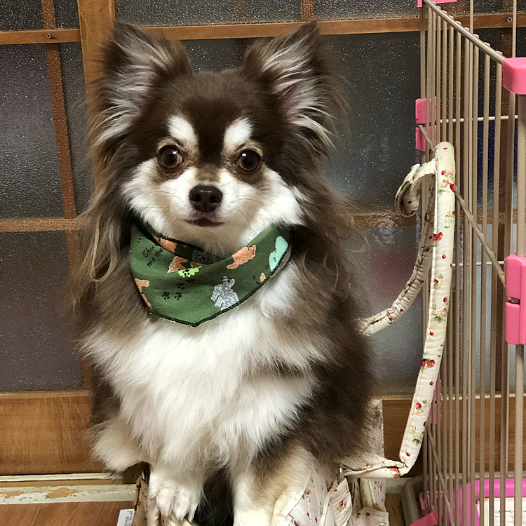 スゥちゃん、トリミングに行って来ました^ - ^

毎年、暑くなる季節、サマーカットしようか悩むのですが、ふわふわもふもふがスゥちゃんのチャームポイントなので、踏ん切れません^_^;