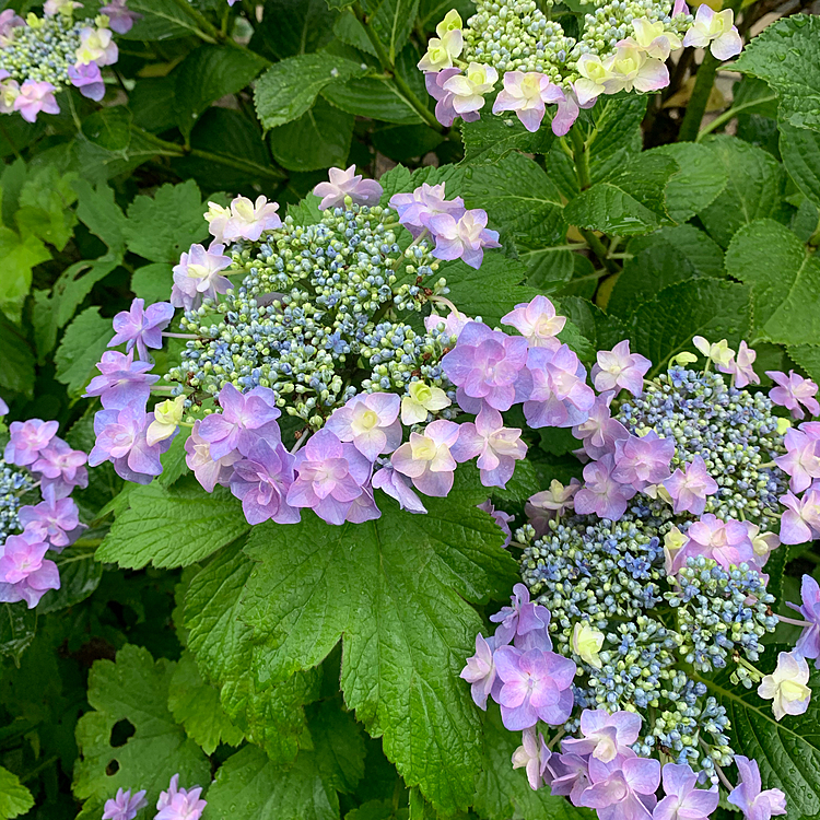 やっぱり薄紫の紫陽花って綺麗です😊