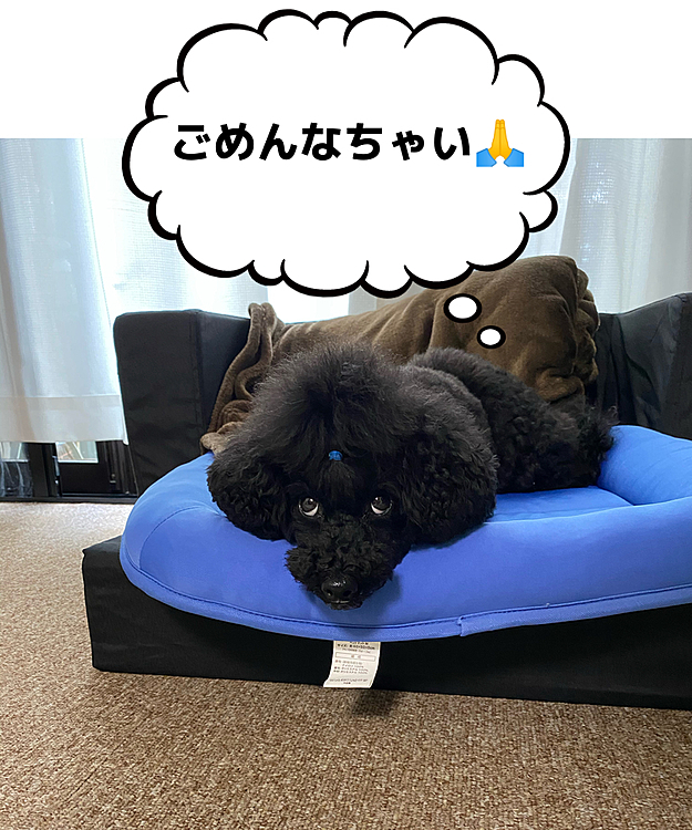 叱られて反省中😐
ちょっと許しちゃうよな〜この顔😍