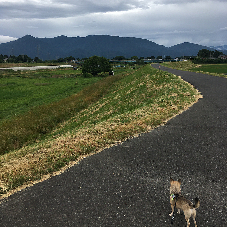少し足を伸ばして、pocoとドライブへ行ってきました🚗💭
前にも行った事のあるダム広場　遠くの山々の景色と空気がとてもキレイでした⛰☁️