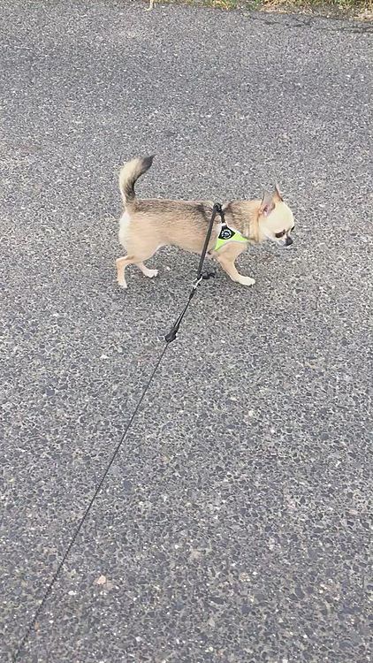 昨日、実家に泊まり朝早起きしたら
ウグイスの鳴き声がして癒されました🥰💕👍