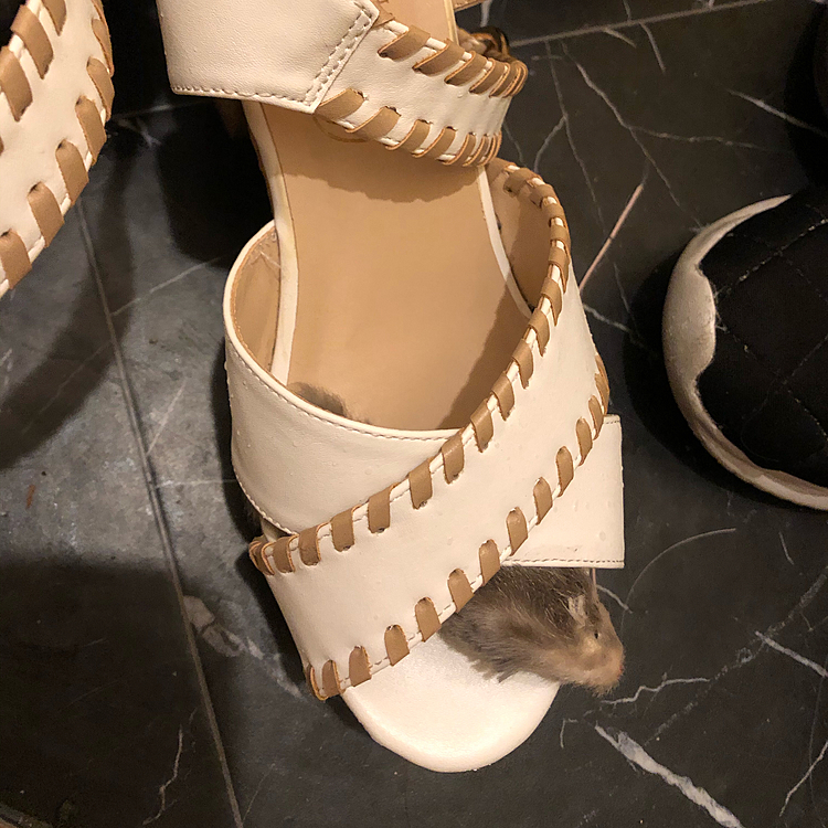 靴はこうと思って玄関行ったらサンダルに何か入っててびっくりした。
でっかい虫かと思ってよく見たらネズミのおもちゃでした…ハルちゃんめ(´･×･`)