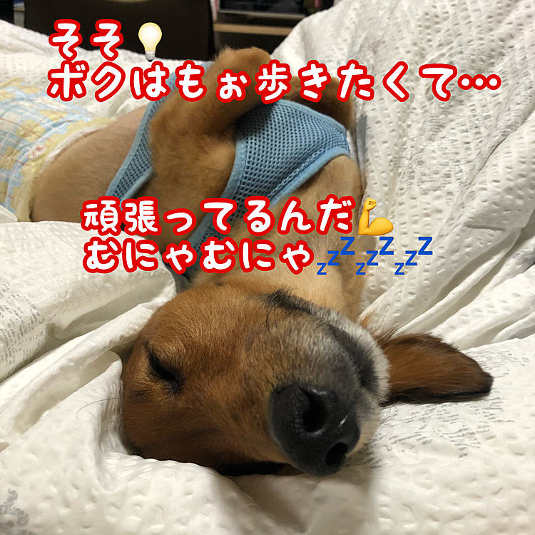 今日は2週間振りに病院に行ってきて色々経過を診てもらった上で先生からキツめの一言が…
「ココﾁｬﾝ🐶は今動かせる範囲でものすごく頑張ってます💪けど今の段階ではここが限界です💡それ以上の回復は御主人様の頑張りです💡」と…
🐶の頑張りを認めると同時に飼主としてショックでした😱
歩ける様になる為のリハビリを飼主がリードしてるつもりがいつの間にか🐶にリードされてる状況になっていた事実を突き付けられました😔
🐶の思いとは裏腹に何処か諦めムードを見せてしまっていたのか❓ココに申し訳ない😭
飼主がもっと頑張らねば💪