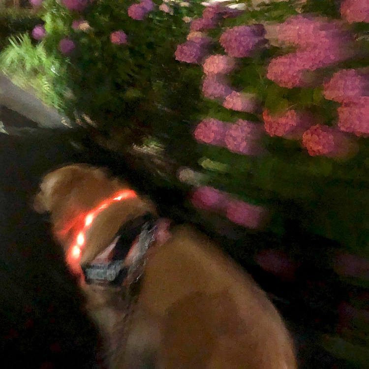 夜は小雨になった頃合いを見計らって、お散歩に行って来れました🐾
紫陽花の花も満開で綺麗です❣️

そして、明日はアリスの誕生日です🎉🐶