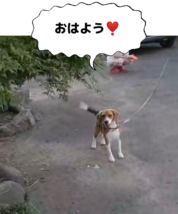 ココ地方は朝から快晴☀️✨
フリスビー🥏で遊ぶの❣️
