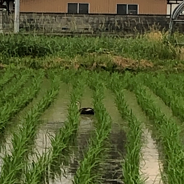 隣の田んぼに居た鴨さん🦆❣️
三羽居たんだよ🐶💖
