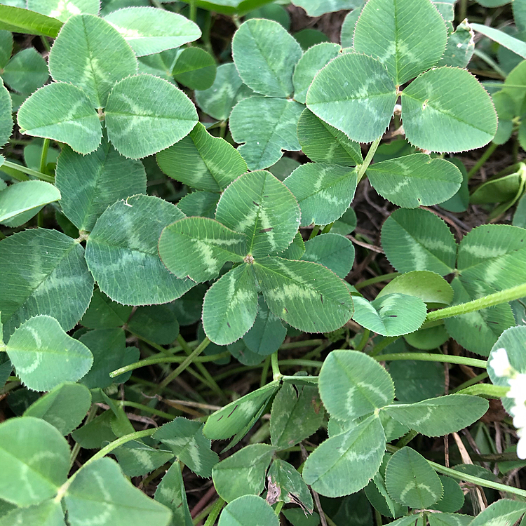 うちの田んぼに有った🍀

幸せな日になります様に🐶🥰✨🍀