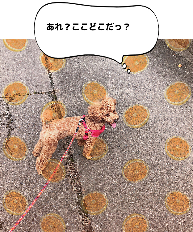 やっと晴れて大好きな散歩に行けました👀
nowなんですけど、いまはおばあちゃんちにお散歩向かっています（＾_＾）


