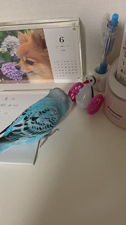その後、シエルが遊びました😆