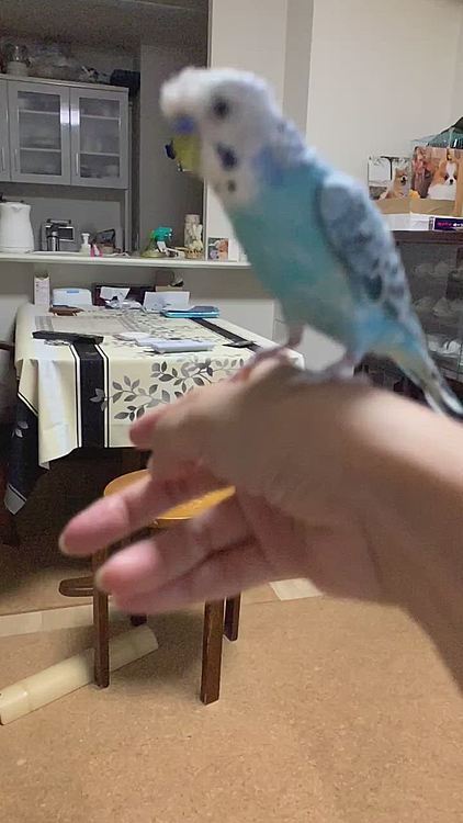 スローで羽ばたくのを撮ってみました😃