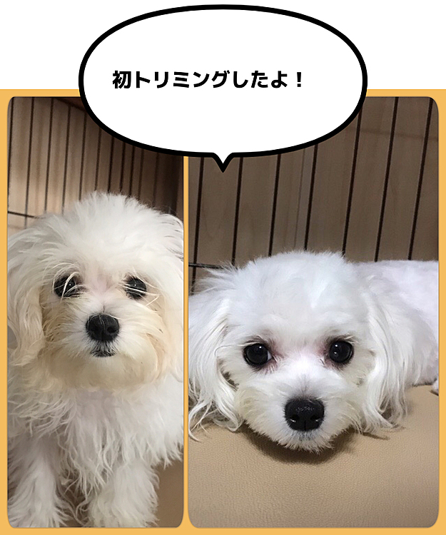 リンちゃん、初のトリミングをしました！
トリミングした後が右の写真です！
キレイになって、リンもご機嫌です！
