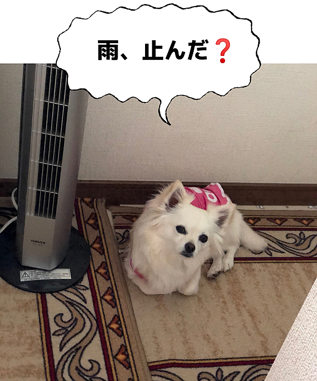 こんにちは☁️
朝ん歩をまだかと待ってる小雪🐶
止んだ隙にお散歩に行ったら、また少し降ってきたね〜🤣