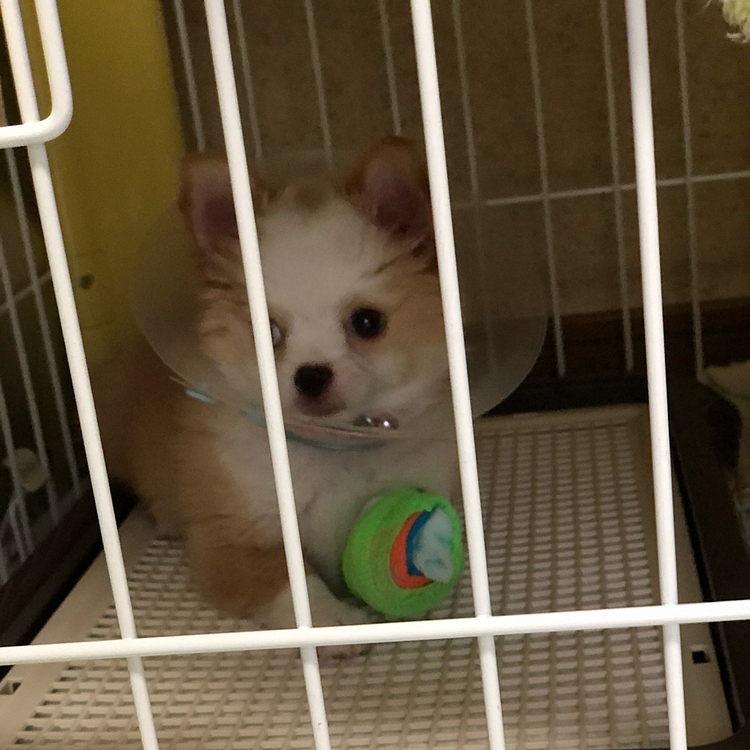 昨日の小春🐶
夕方に2回目ワクチン💉してきたよ👍
まったく鳴かずにお利口さんでした💕
レントゲン撮影した後、もう2週間はバズーカ付けようねって💦
バズーカも緑色になりました👍
