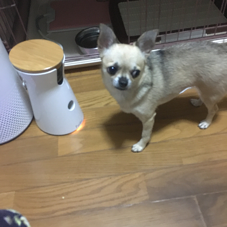 こんにちは😃
今日は、午前中まで晴れてたんですが
午後から土砂降りの雨☔️💦
整体へ行きメンテナンスをして帰りにイオンでpocoのオヤツ沢山買ってきました🐶👍