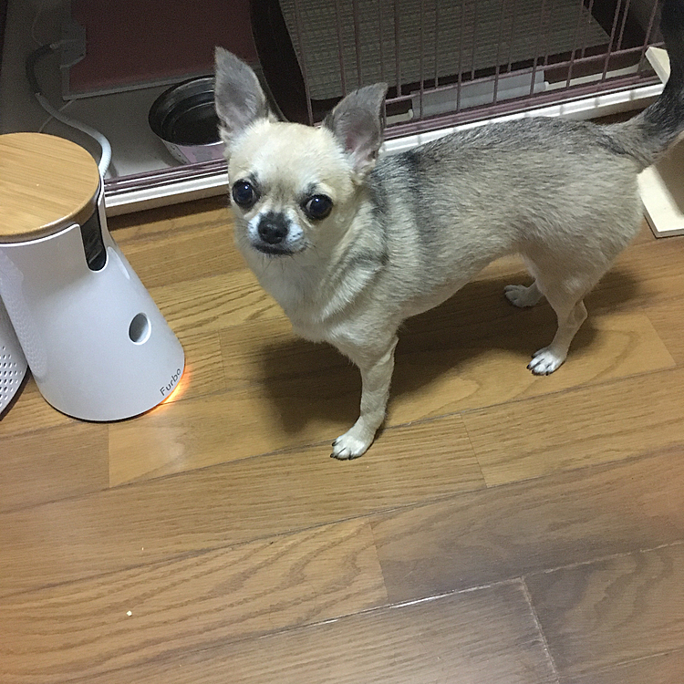 久しぶりにfurboにボーロを入れてオヤツコールで追いかけっこしたね〜🐶💕👍
