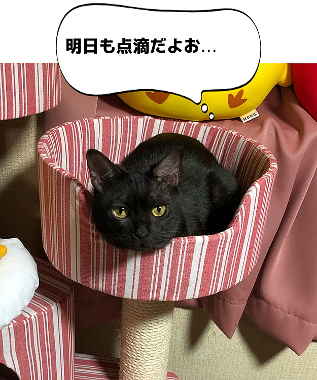 明日は仕事休みからのネオちゃん病院へ( ˘ω˘)