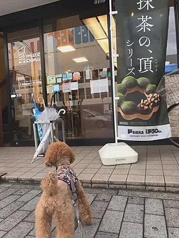 今日は昼過ぎから少し雨の止み間があったので、前から気になっていたミスドの商品を買いがてらお散歩に行けました🍩

