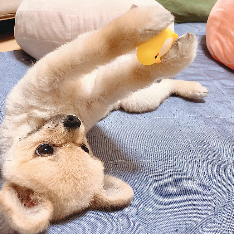 こたのお気に入りのおもちゃ❤️
可愛く手で持っちゃって😁❤️❤️