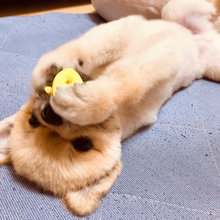 ひとり遊びの様子見てて飽きない😁❤️笑

