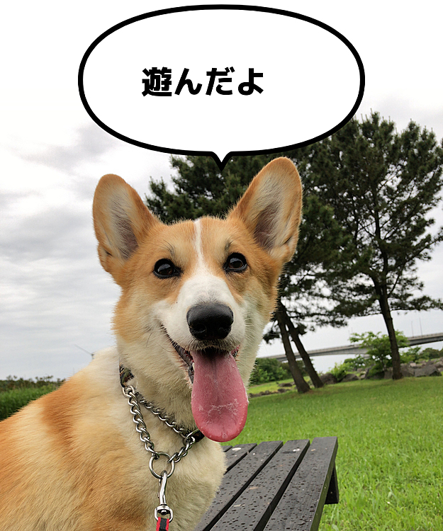 今日は昨日と違う広場へ😃
今日もワンコが4人居ましたね😃
写真はないけど今日は仲良く遊べたね😃
順応性早っ😃