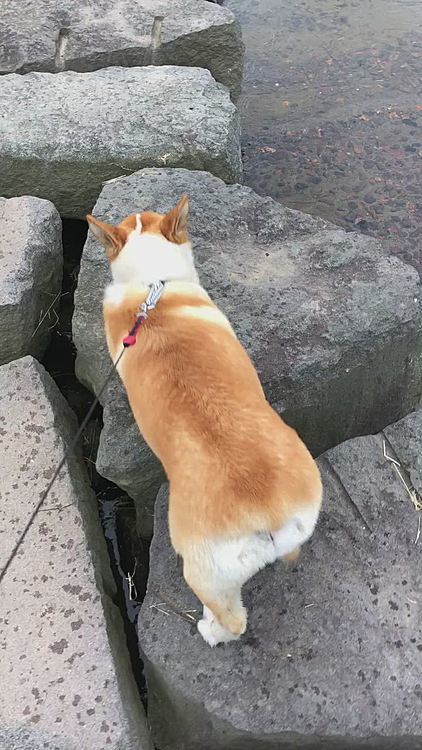 上手に歩いてると思うでしょ？🤣
実はこの撮影前に、下の水に入って渡りました🤣
