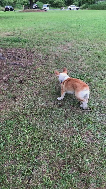 ボール咥えたまま逃げたね🤣
で？ボール置いて歩いてるし💦
サイレンが鳴り響いてて気になるね🌀