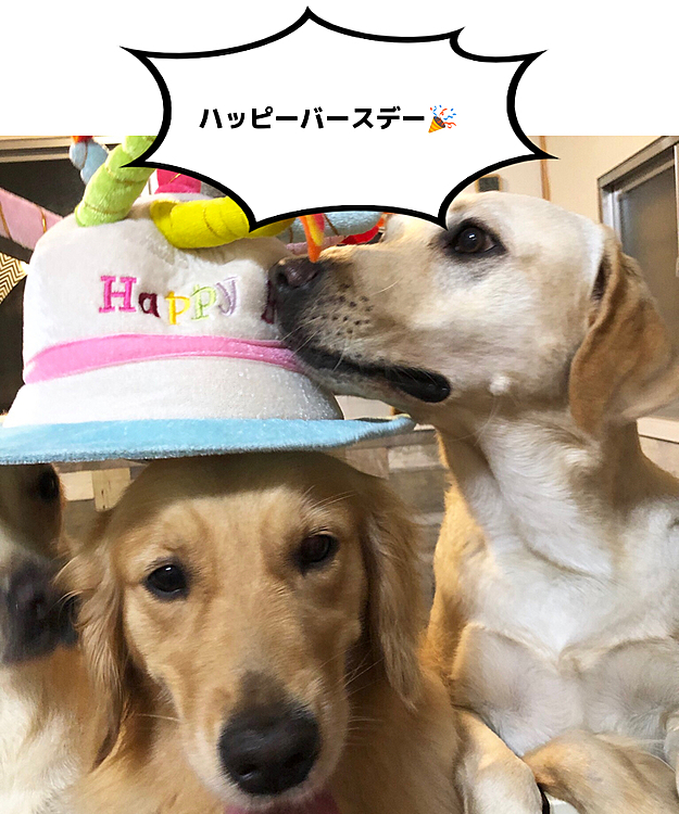 🎉おめでとう🐶
6月14日 アリス 3歳のお誕生日です🎂