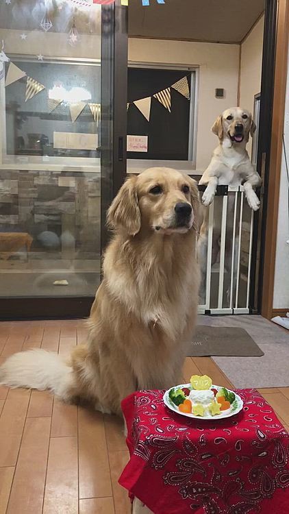 食いしん坊な アリス🐶🎶
逸る気持ちは分かるけど…そんなガツガツ食べないで〜😅
もうちょっとお上品に、ひと口ずつ味わって食べてもらえませんかねぇ😓笑
ご覧の通り、ほぼ丸飲みで完食でした😋✨