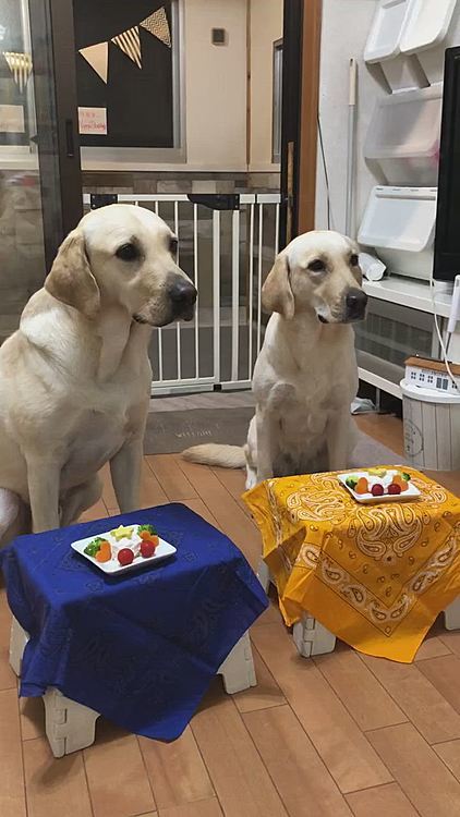 今度は ライトとカレンです🐶🐶🎶
カレンのスピード💨
カレンも ほぼ丸飲みです😅
それに比べてライトのマイペースな事🤣
食べ終わったカレンが横からお手伝い…それを阻止する ちぃねえちゃん❗️
ライトが苦手なミニトマト🍅は、カレンのお口に入りました😋

後ろでアリスが、私にはもう無いの❓とワンワン言ってるけど😅
アリスは先に食べたよね⁉️
やっぱり食いしん坊は3歳になっても健在です🐶✨笑