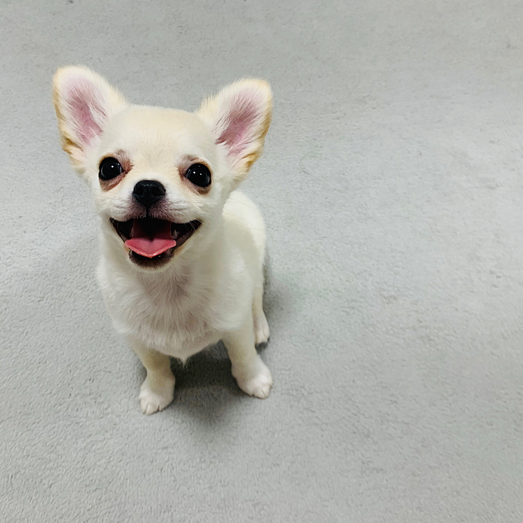 miru♀生後90日です💕
Twitter/Instagram/YouTube やってます🐶
よろしくお願いします🥺

