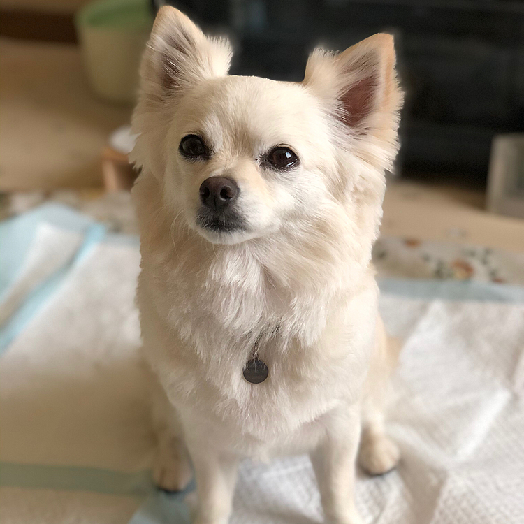 おはようございます☁️
小雪と朝ん歩へ行ってきました🎵🐶
でもスマホ忘れてったの🤣
昨日シャンプーして、少しカットしたら幼くなった小雪🐶