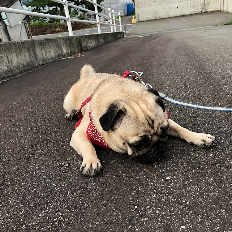 散歩帰りにベターっと休憩中…
おと地方、今朝は雨がやんでお散歩行けました🌞

