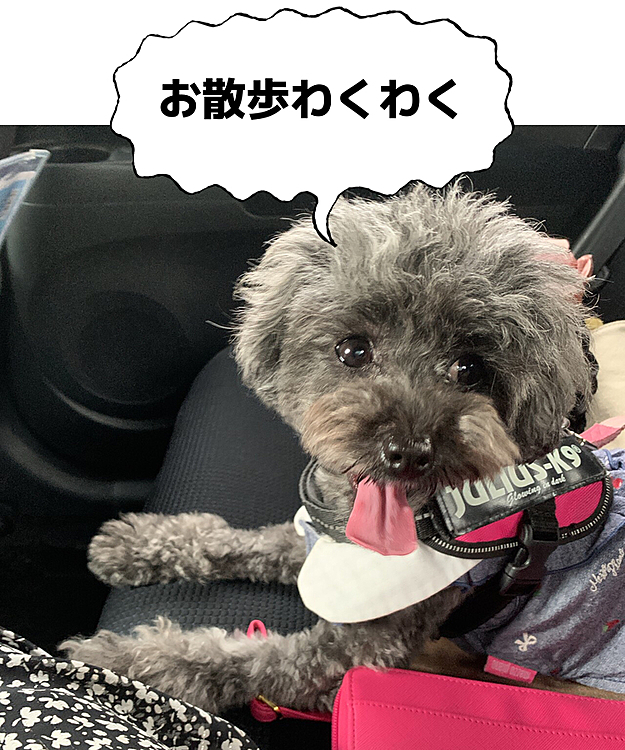 久々の投稿になります。在宅が延びてパールちゃんとべったりの日々。お散歩の時にこんな笑顔になってくれるからついつい駐車料金取られちゃう大きな公園に行ってしまいます