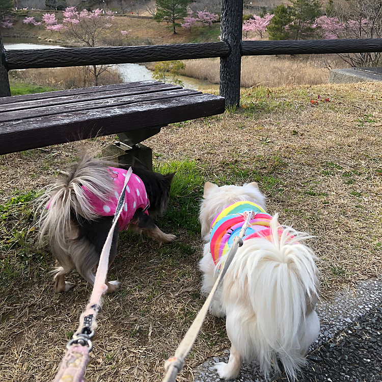 梅の季節、まだ寒いけどね。 
お散歩してきたわんよ！