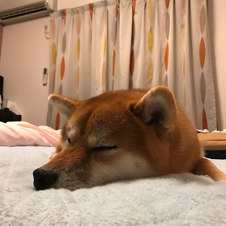 眠くなってる姿かわいい。