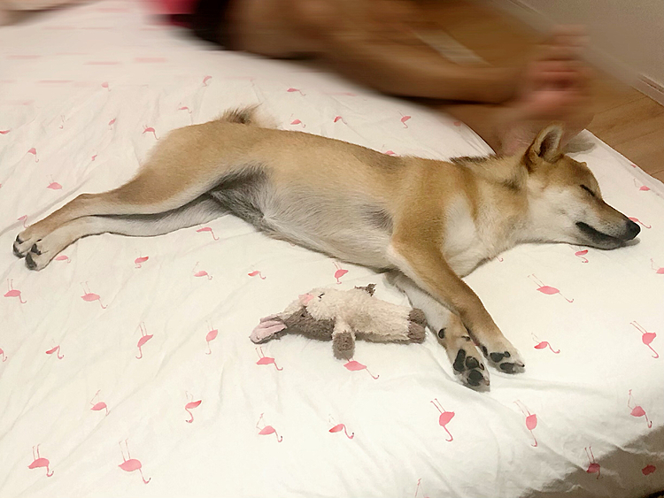 すやすや💤　
エヤコンがきいてて🌬❄️❄️ 気持ち良さそーに寝てる😆😊😁😍