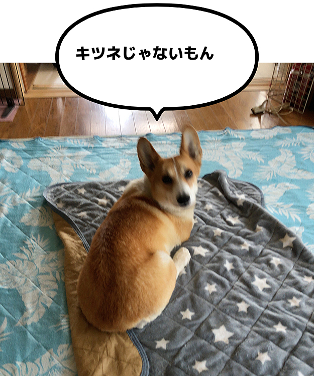 なんだかキツネにしか見えないよ〜🤣