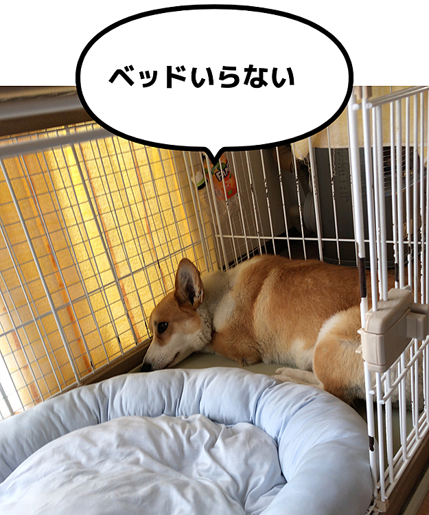 お願いですから、ベッドをご使用くださいマセ😃