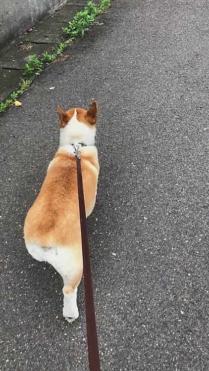 今日はご近所のお散歩😃
プリプリオケツ、今日も活動開始じゃー🤣
昨日、まある地方も梅雨入り💦
お散歩回数減るかもよ😱