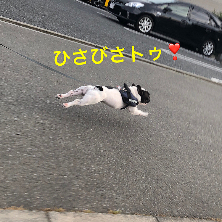 最近なぜかお散歩の締めにめっきりダッシュ💨をしなくなったまろでしたが、今日の夕散歩で久々のトゥ❣️ です😆
ウルトラソウル❗️のリズムで、ひさびさトゥ❣️ 🤣