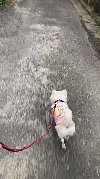 朝のお散歩へ行ってきました🎵🐶
久しぶりにお友達のショコラちゃんに会えたね💕
小雪はご挨拶が下手すぎて出来ないから
私が代わりにご挨拶したわ🤣