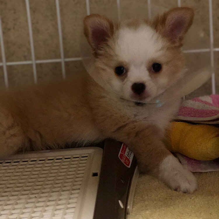 小春も寝起きの顔です🐶
ケージ内は落ち着けるようにバスタオルを掛けて、やや薄暗いです👍
