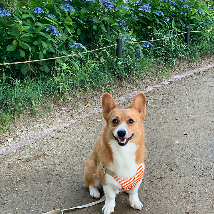 こちらは今朝のお散歩☺️
梅雨の間も何か楽しいこと見つけて元気に過ごしたいですね❣️