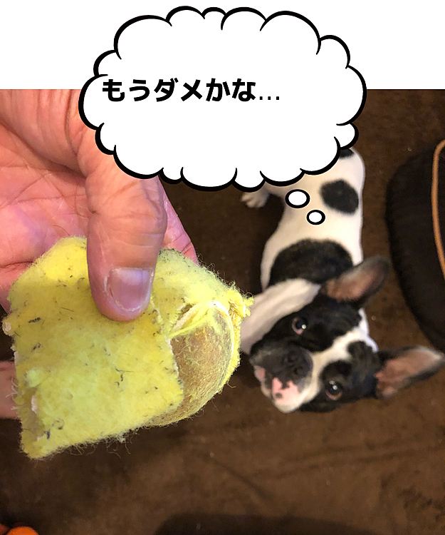 また新しいのだそうね😆