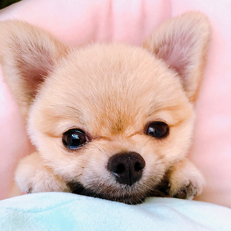クッションに挟まってる❤️❤️❤️
クッションの上が好きなのよね❤️