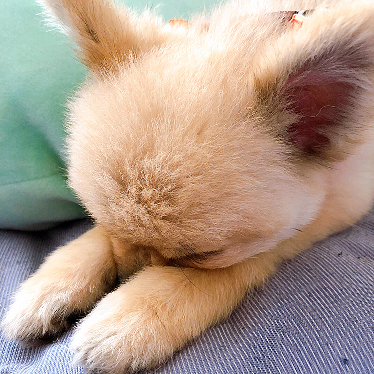 そしてお昼寝❤️
なんだいこの寝かたは❤️笑