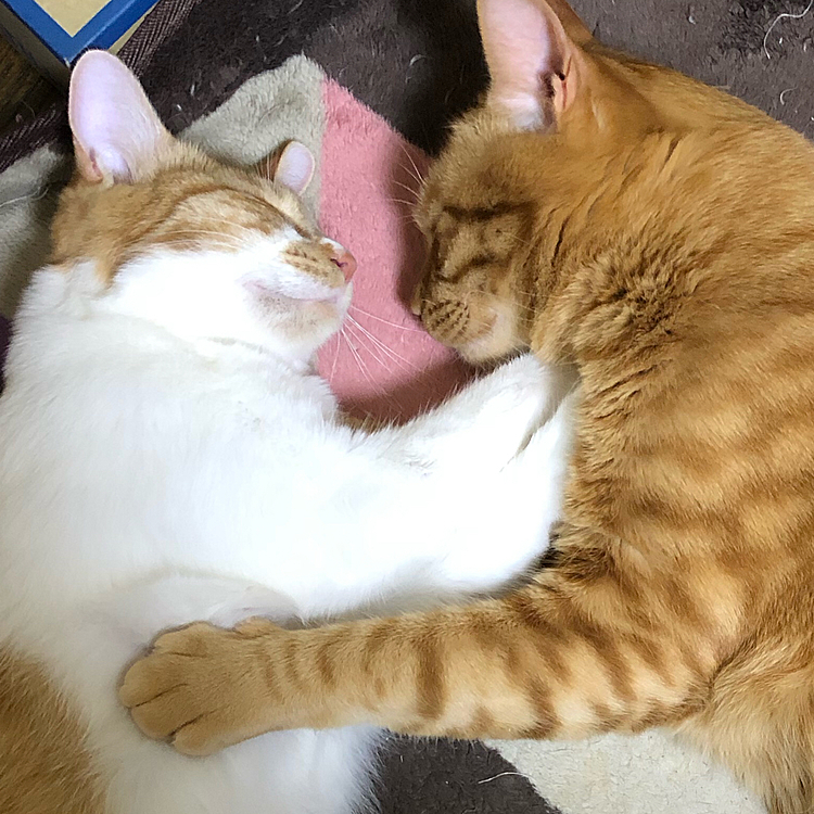 仲良し