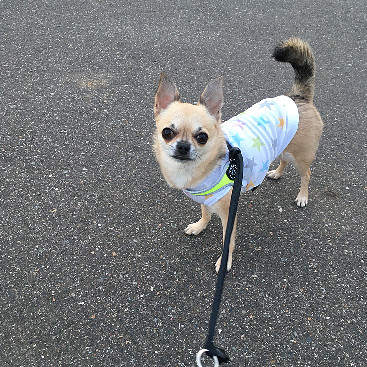 こんばんは🌙
今日も車🚗に乗って近くの公園へ行って来ました🐶🐾今日は、誰もいなく単独散歩...😊今年、買ったお洋服首がキツく小さかったね〜