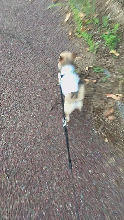 今日は、公園の見守り隊　頑張りましたよ👍何気ない1日だったけど楽しかったね〜😄🐶